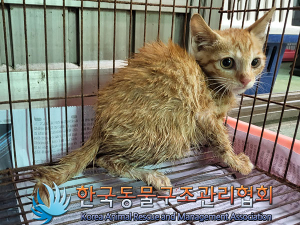 한국동물구조관리협회_441409202301189