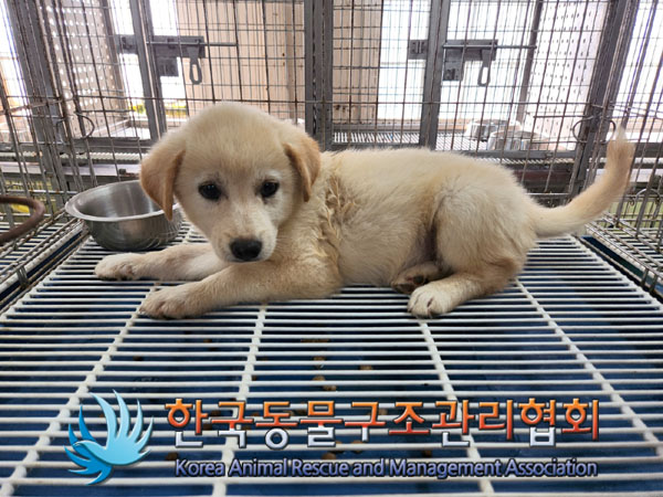 한국동물구조관리협회_441560202300946