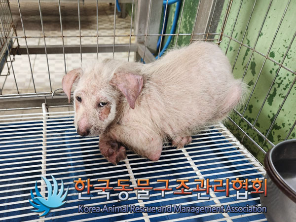 한국동물구조관리협회_441559202300806