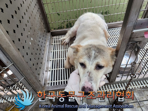 한국동물구조관리협회_411323202300737
