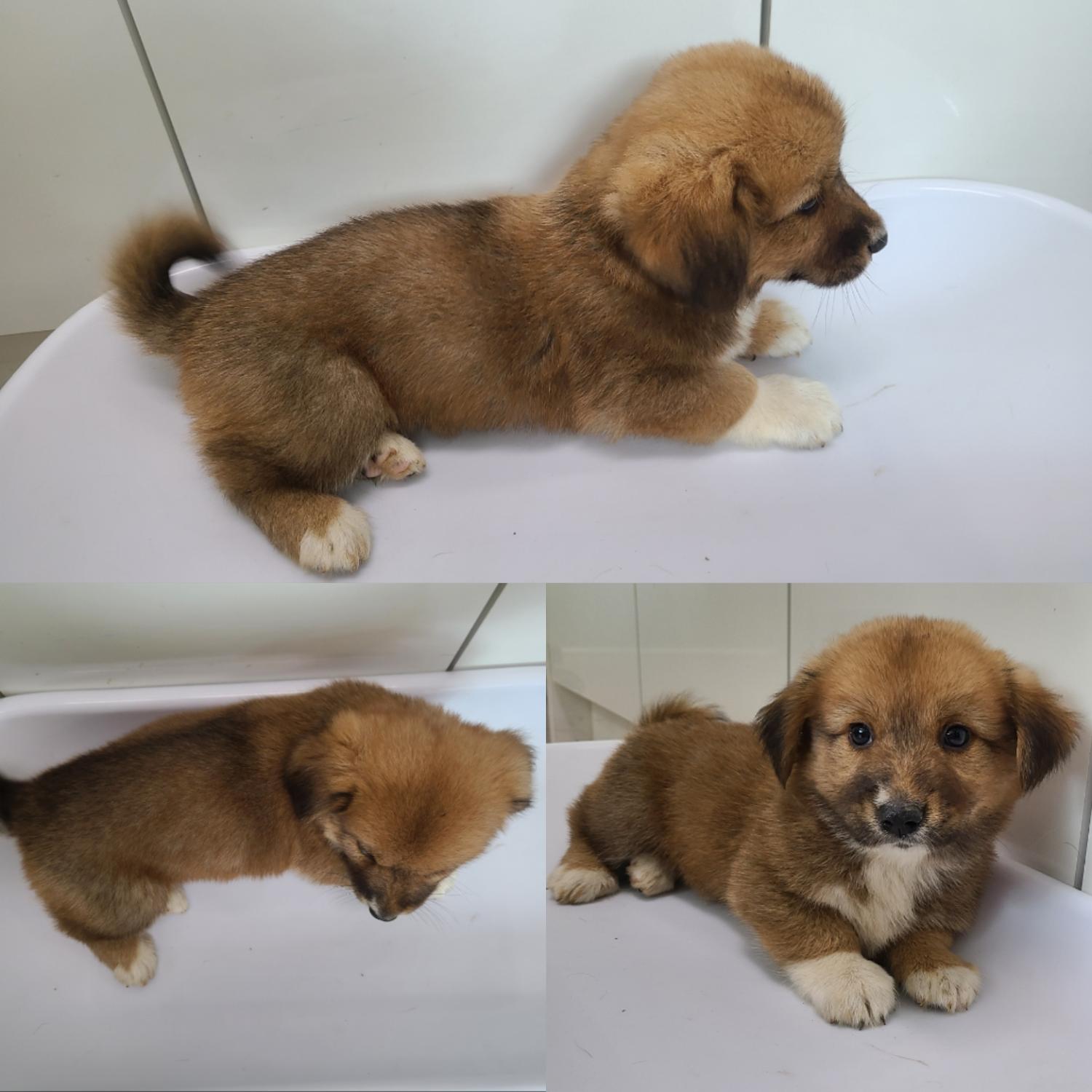 논산시 동물보호센터_444454202300645