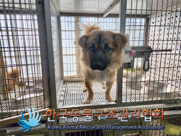 한국동물구조관리협회_411309202300302