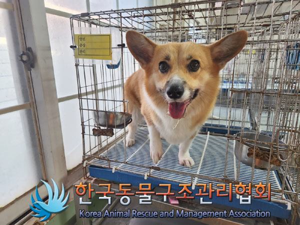 한국동물구조관리협회_411310202300344