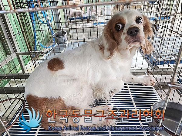 한국동물구조관리협회_411305202300392