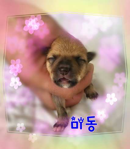 군산유기동물보호센터_445467202301493