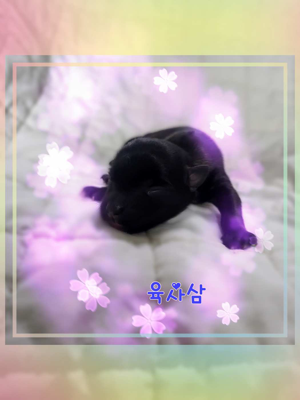 군산유기동물보호센터_445467202301510