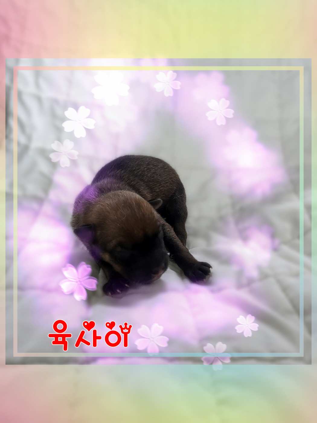 군산유기동물보호센터_445467202301509