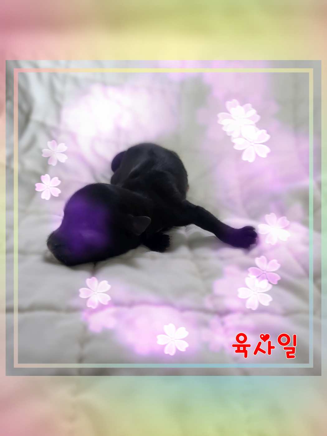 군산유기동물보호센터_445467202301508