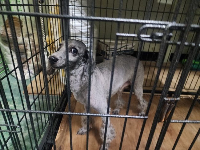 진해유기동물보호소_448532202300481