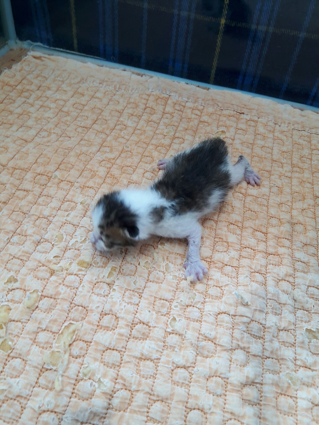 강남동물병원_431370202300723