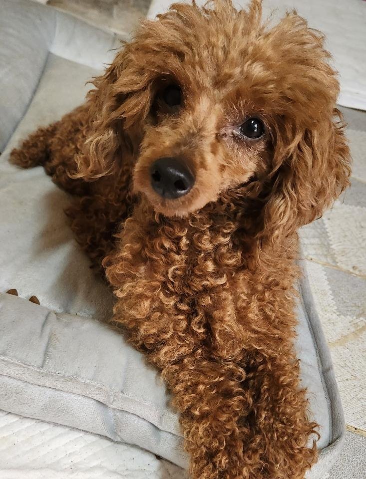 완주군유기동물보호소_445472202300305