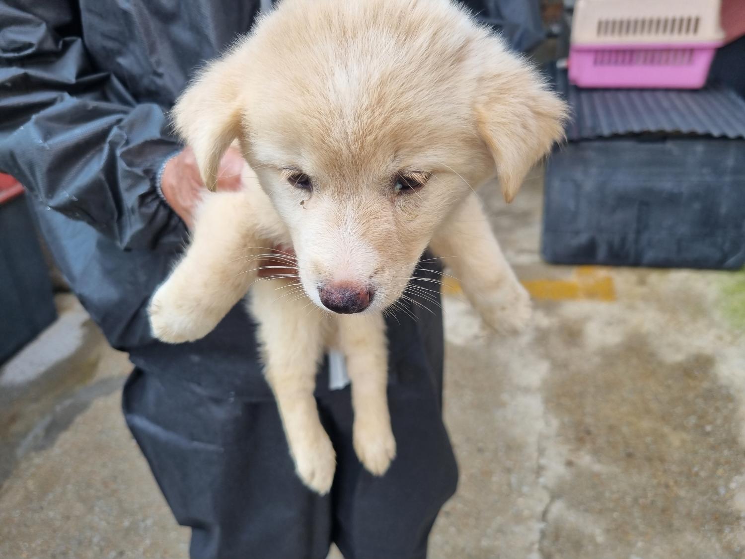 양산시 동물보호센터_448538202300451