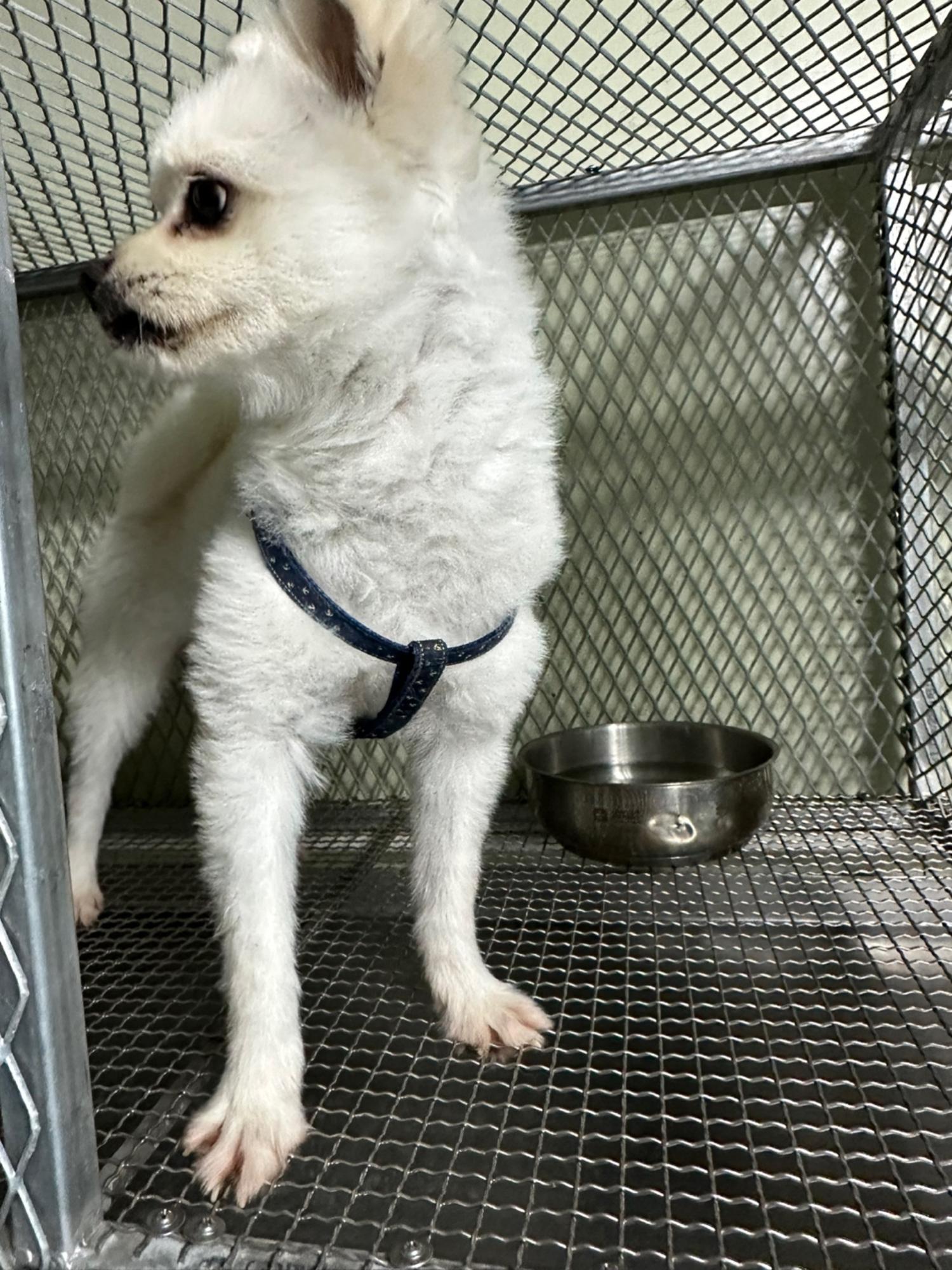 사단법인 하얀비둘기_426327202300263