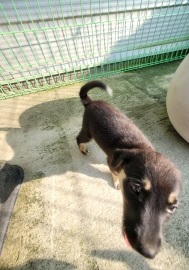 영천유기동물보호센터_447510202300248
