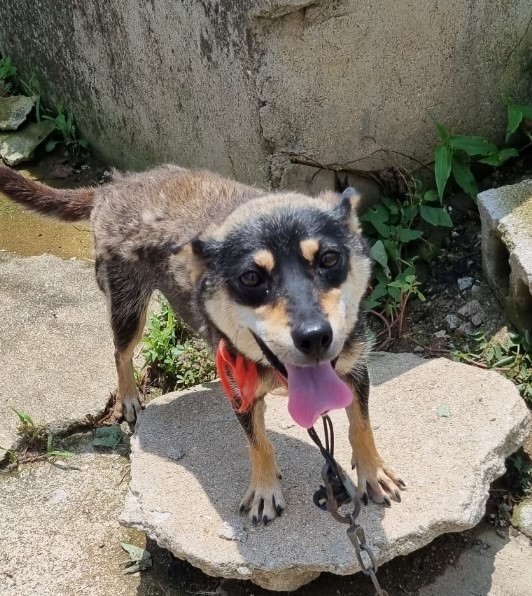 부안군 동물보호센터_445479202300667