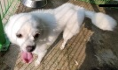 영천유기동물보호센터_447510202300249