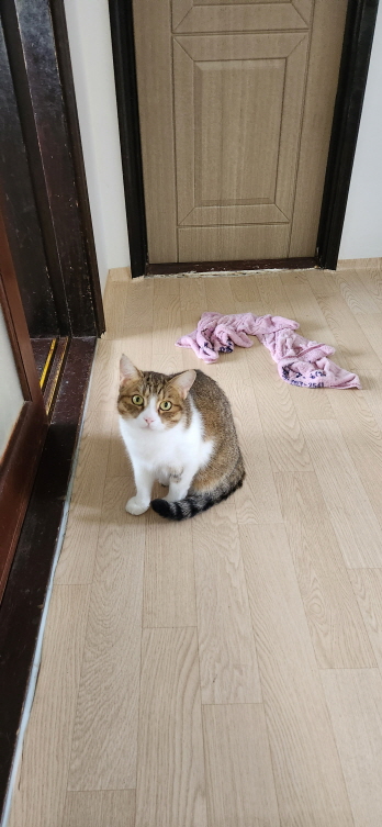 익산유기동물보호소_445468202301528