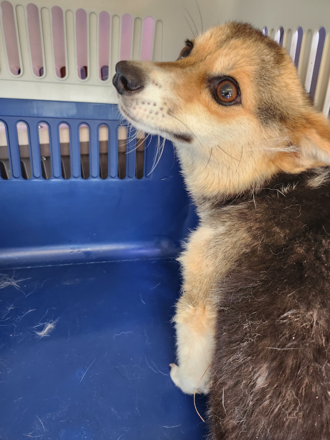 예산동물보호센터_444461202300487