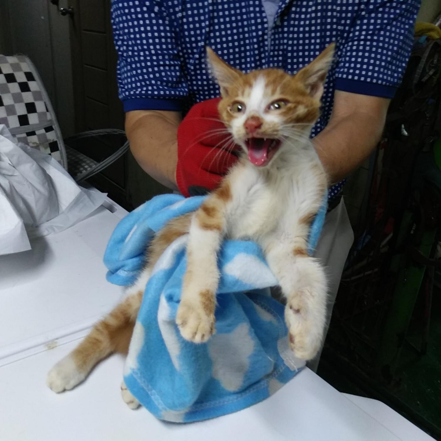 인천광역시수의사회_428352202300296
