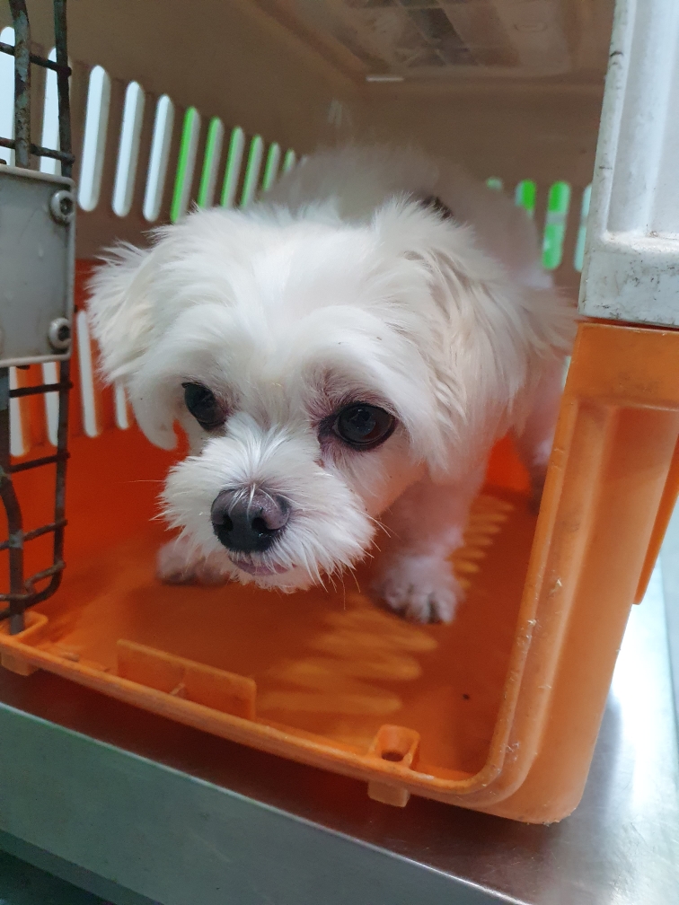 펫앤쉘터동물병원_441378202301363