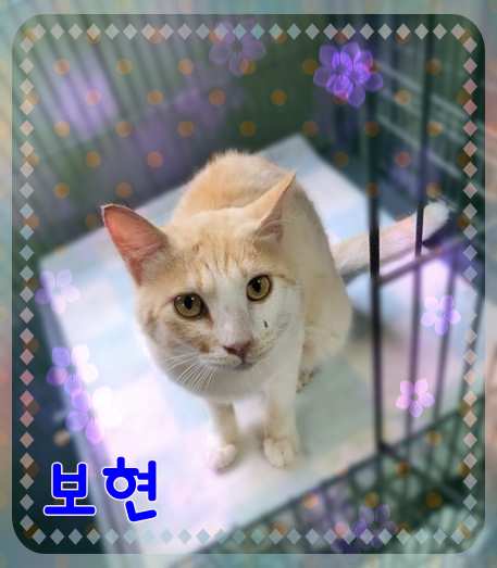 군산유기동물보호센터_445467202301515