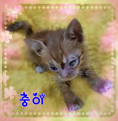 군산유기동물보호센터_445467202301514