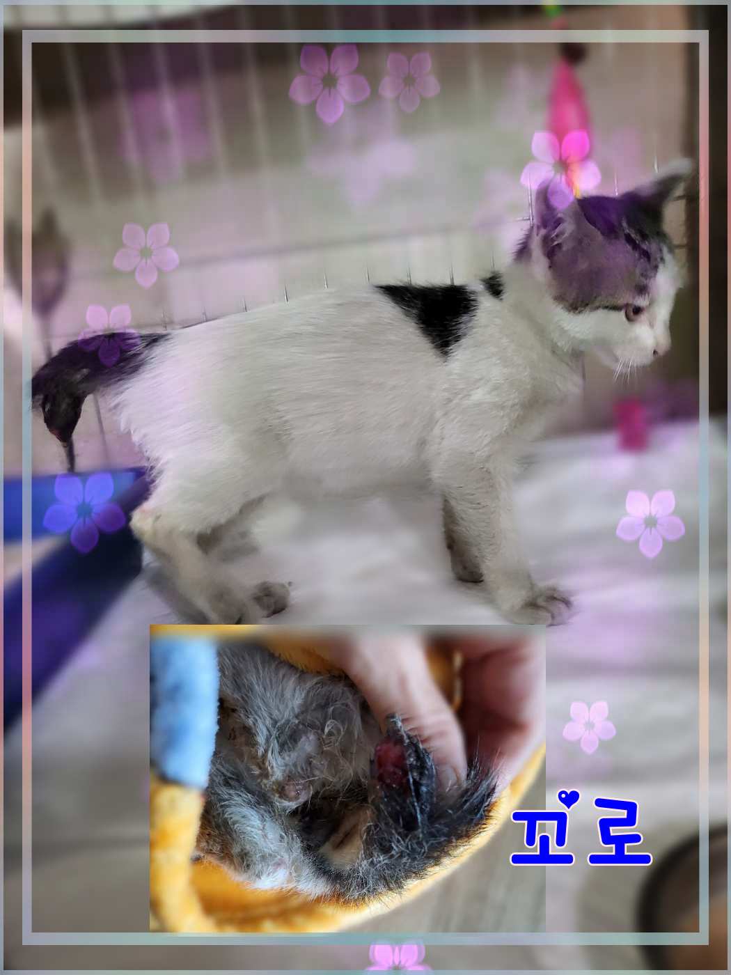 군산유기동물보호센터_445467202301519