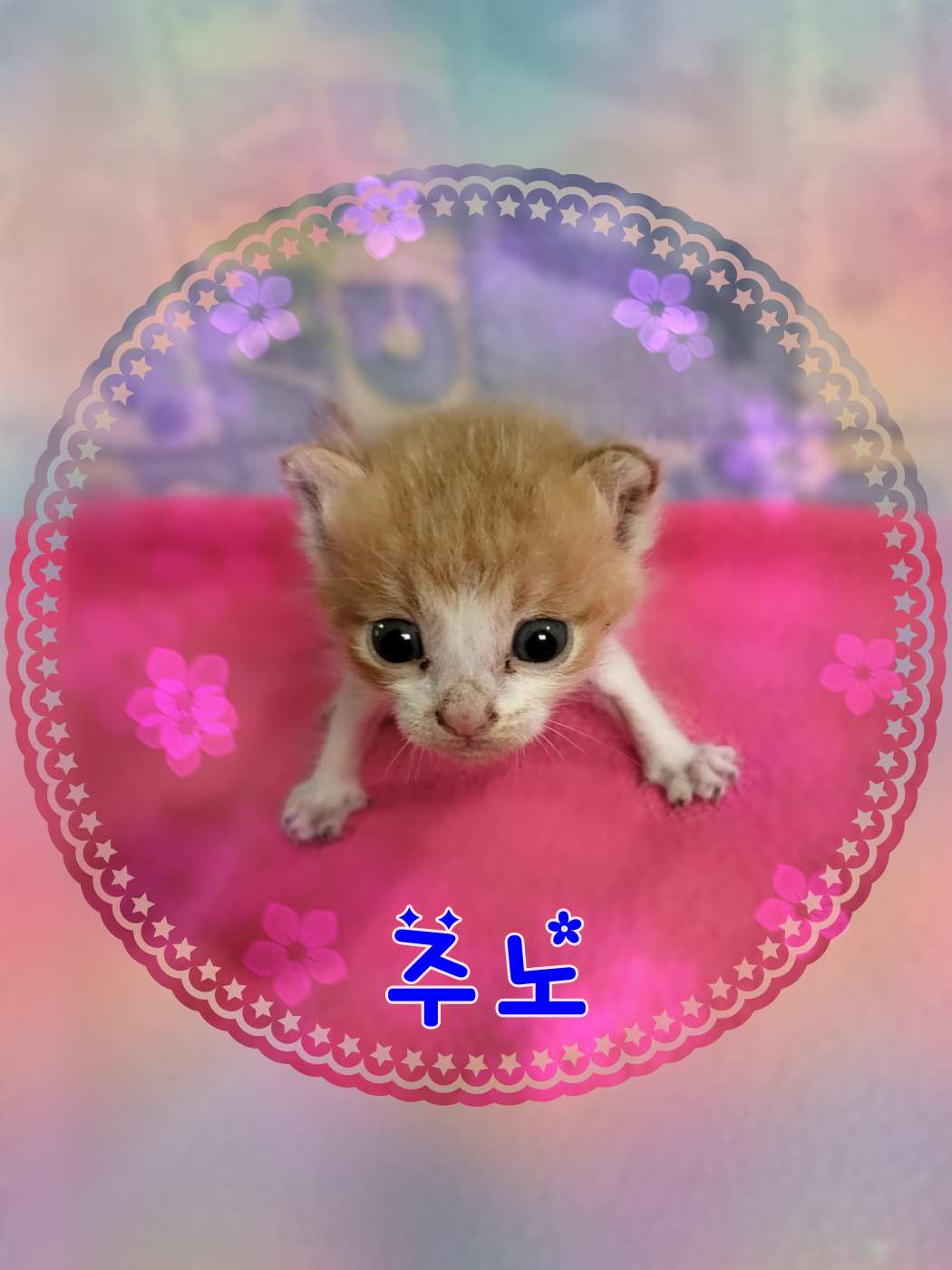 군산유기동물보호센터_445467202301517