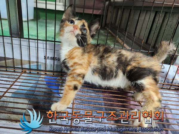 한국동물구조관리협회_441560202300948