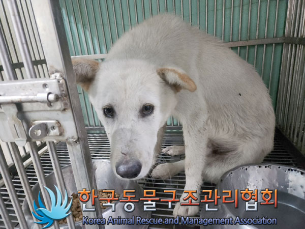 한국동물구조관리협회_441409202301194