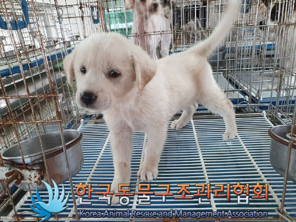 한국동물구조관리협회_441409202301200