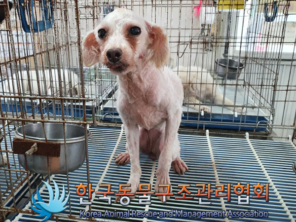 한국동물구조관리협회_441392202300163