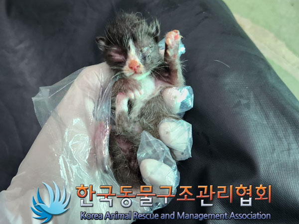 한국동물구조관리협회_441414202300567