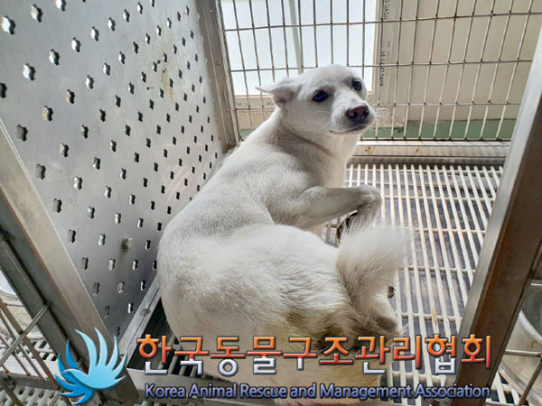 한국동물구조관리협회_411317202300207