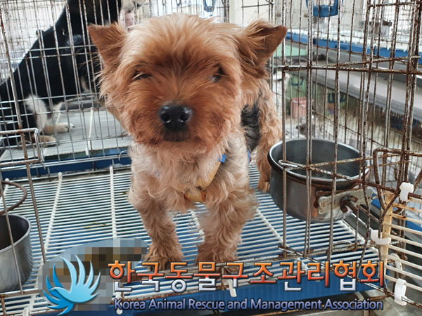 한국동물구조관리협회_411304202300485