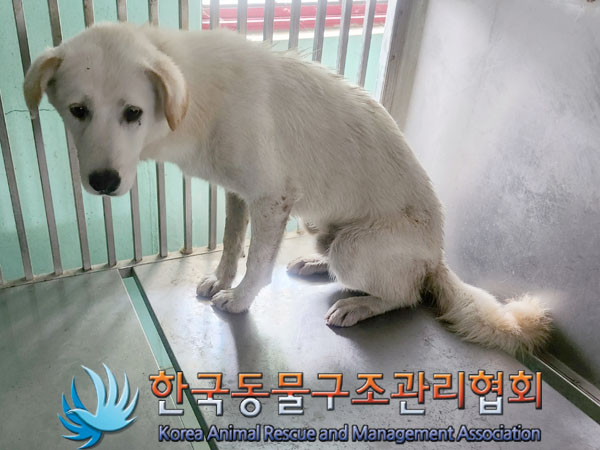 한국동물구조관리협회_441409202301198