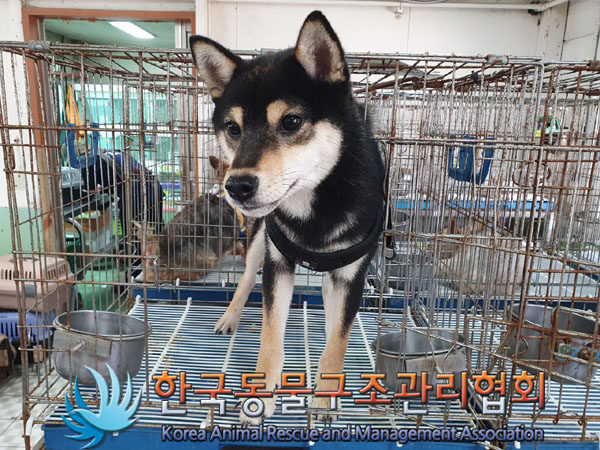 한국동물구조관리협회_411305202300399