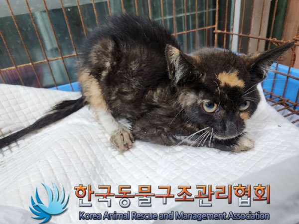 한국동물구조관리협회_441398202300287