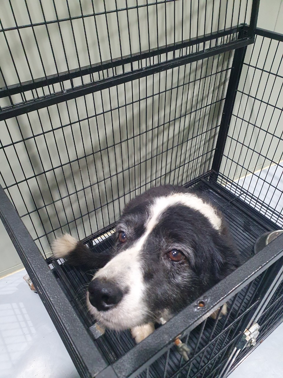 남양주시동물보호센터_441399202301831
