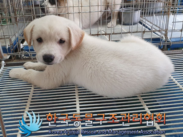 한국동물구조관리협회_441409202301201