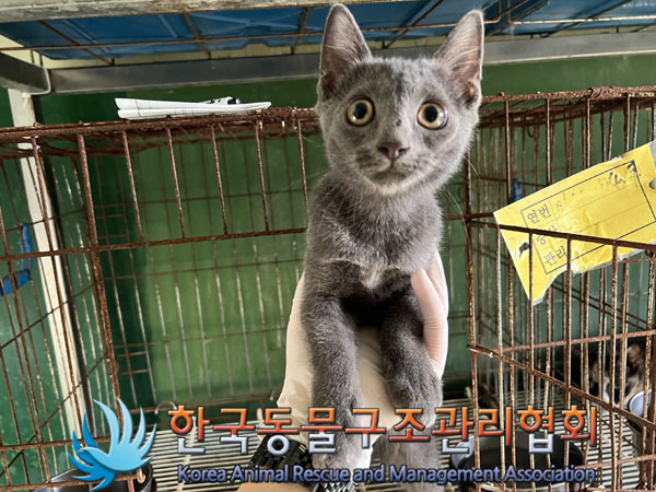 한국동물구조관리협회_411307202300266