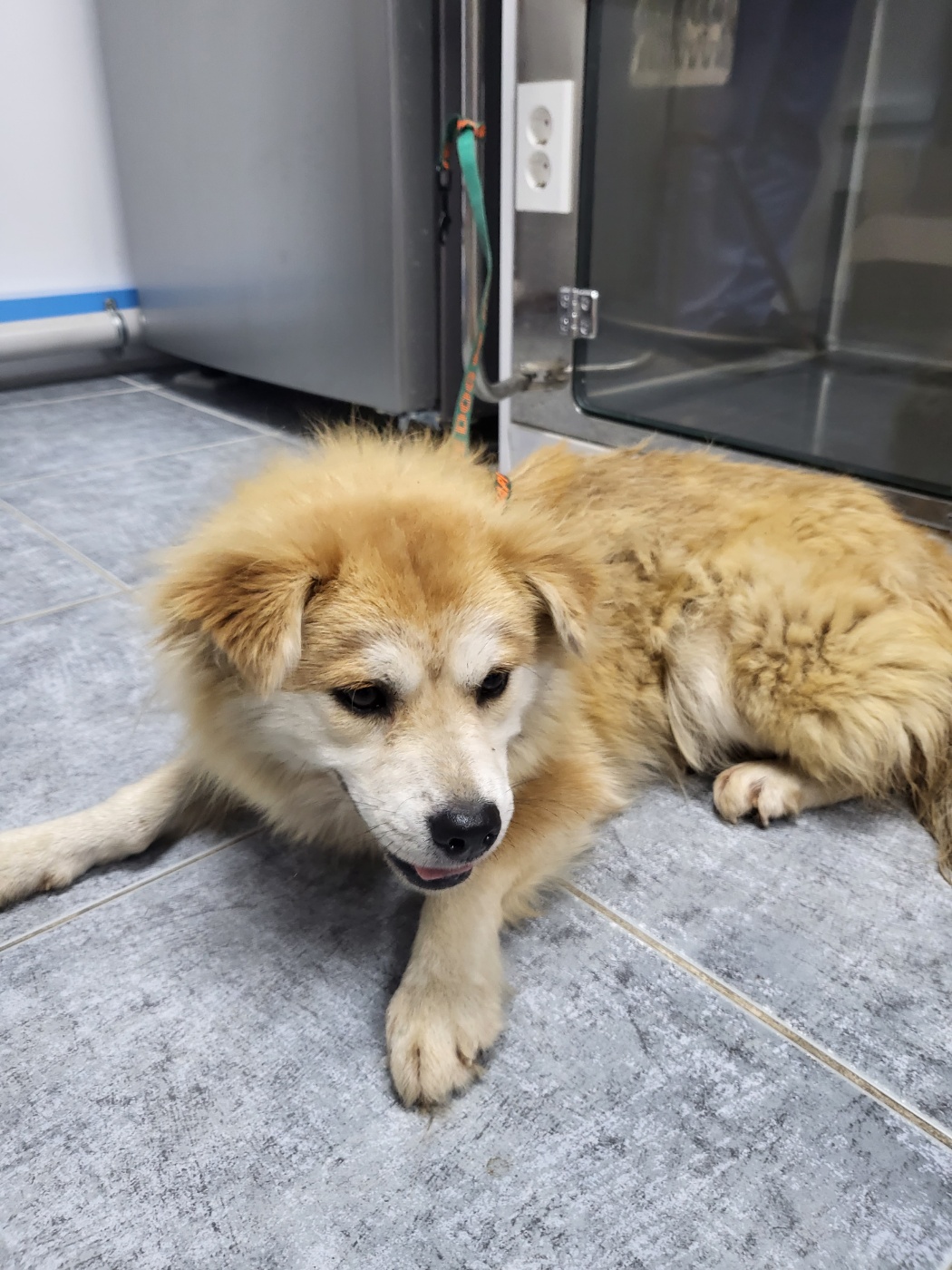 성주유기동물보호센터_447521202300252