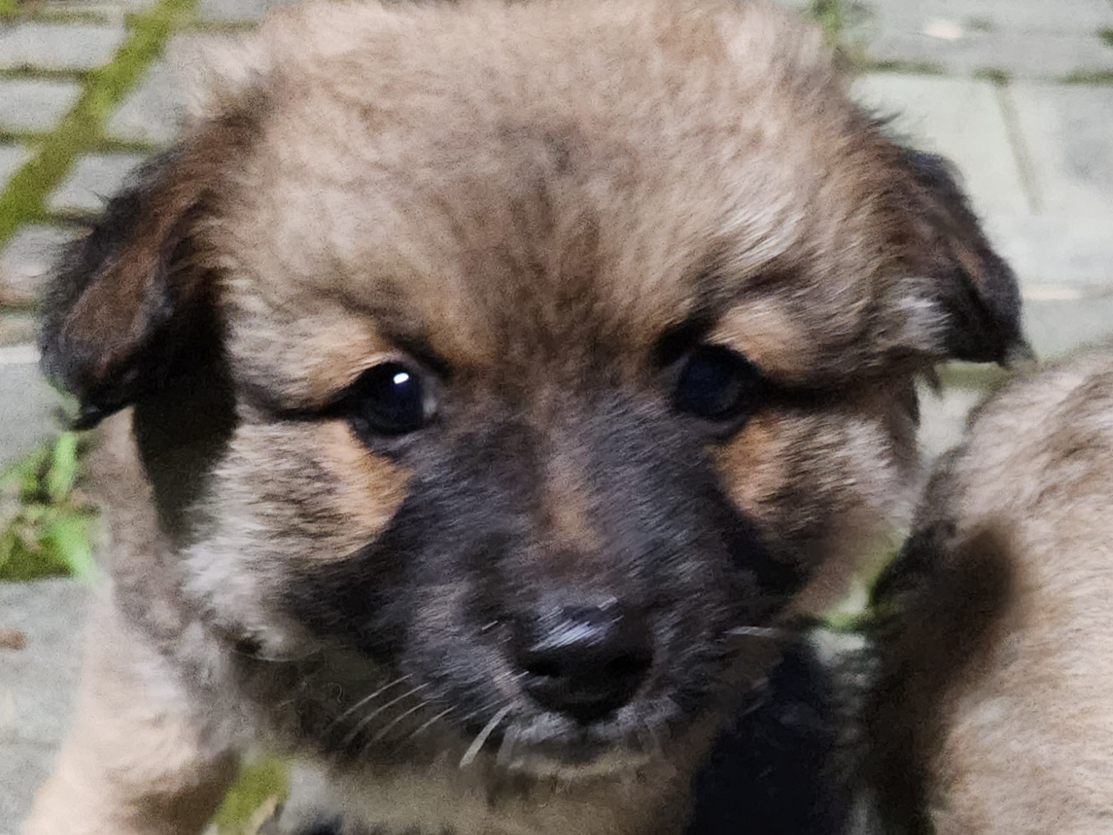 상주시 동물보호센터_447511202300722