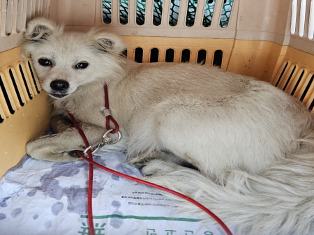 원주유기동물보호센터_442419202300461