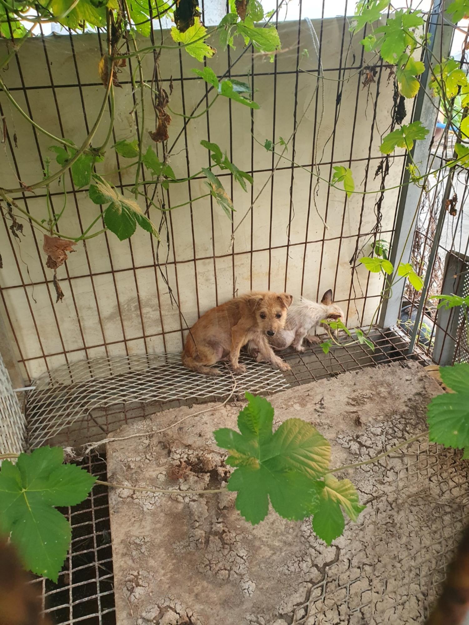 학교동물임시보호센터_446496202300394
