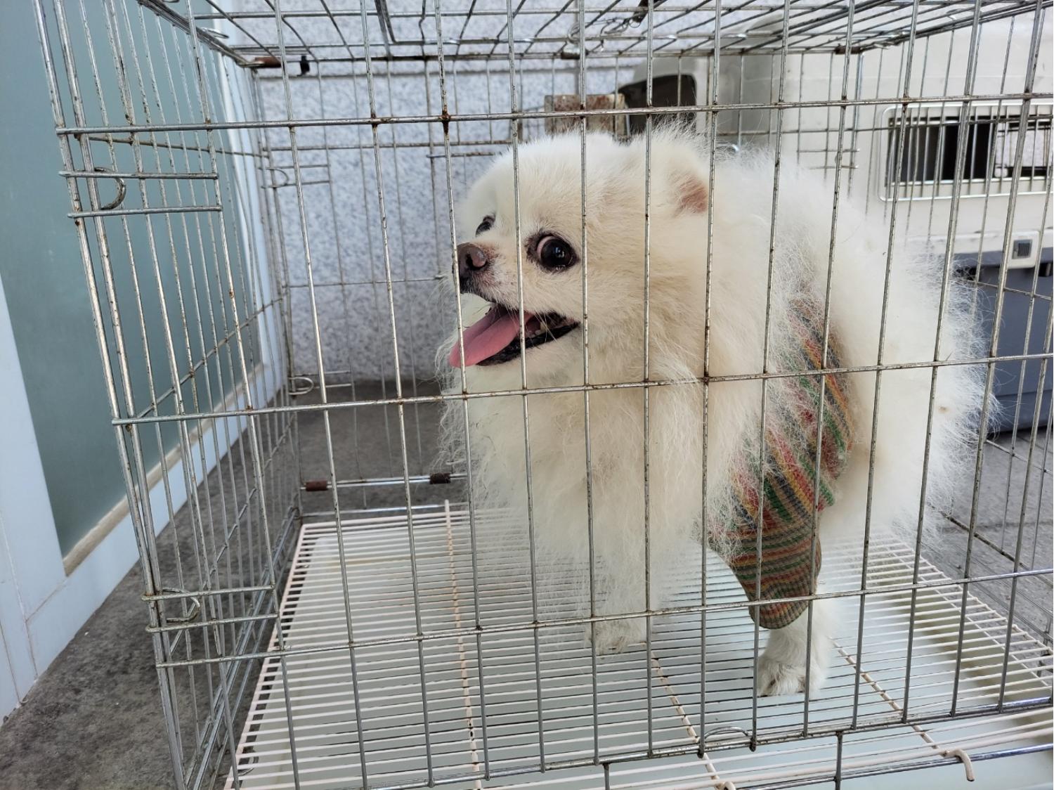고양시동물보호센터_441394202301680