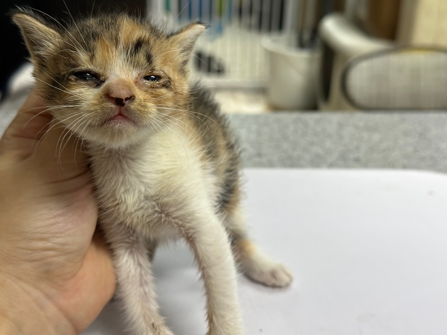 광주 동물보호소_429361202300332