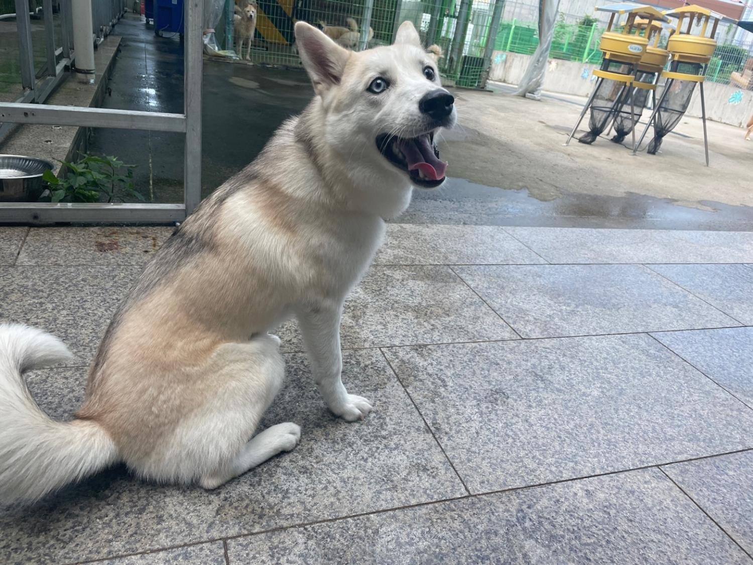 광주 동물보호소_429362202300649