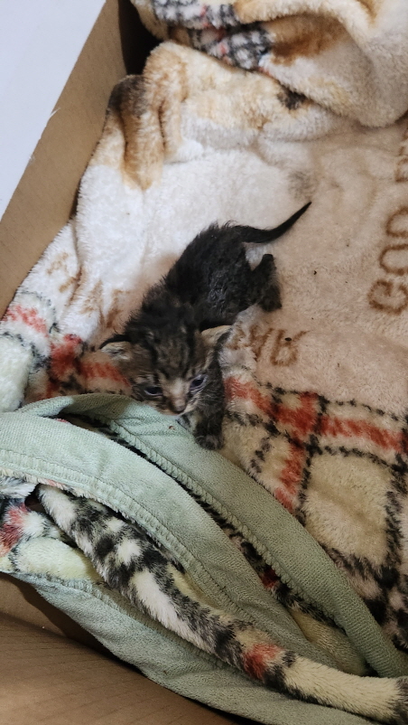 익산유기동물보호소_445468202301536