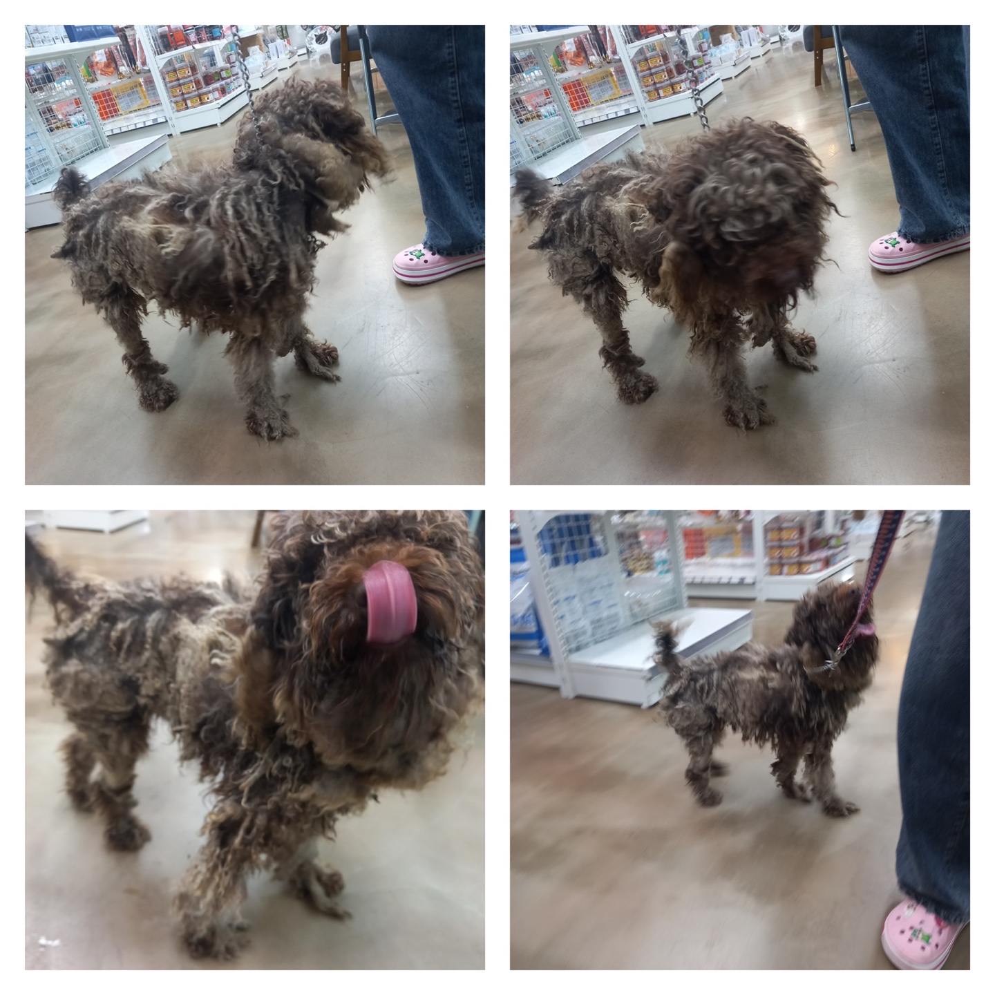 천안시유기동물보호소_444449202301703